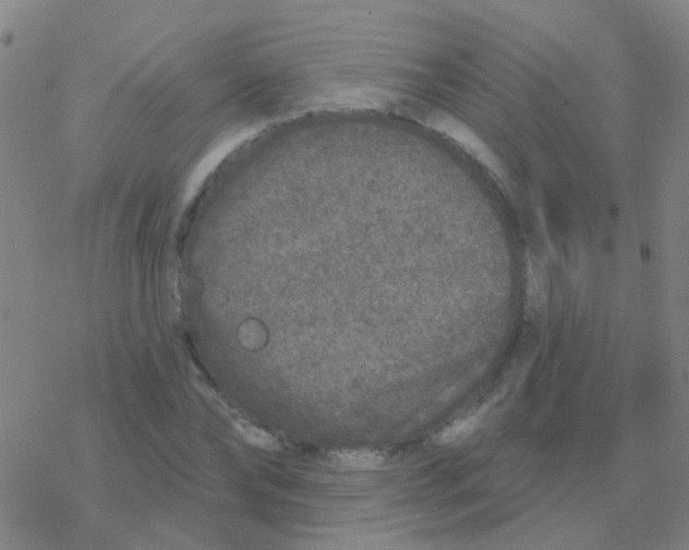 X0000076320878200610272001