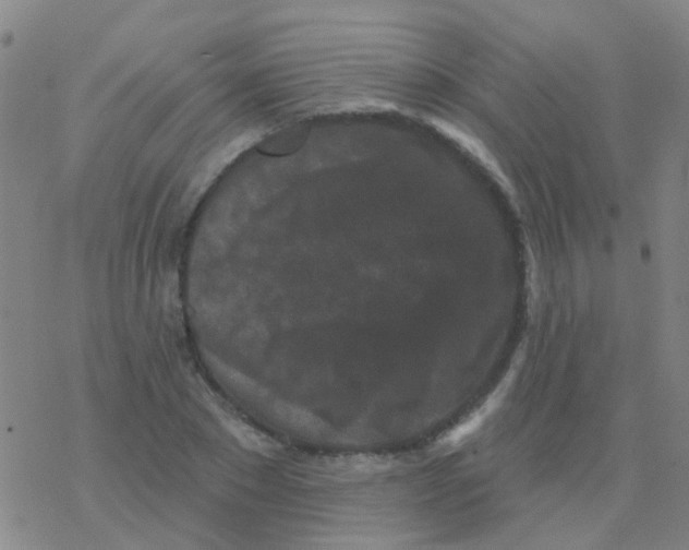 X0000076320881200610272001