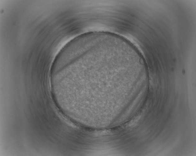 X0000076320887200610272001