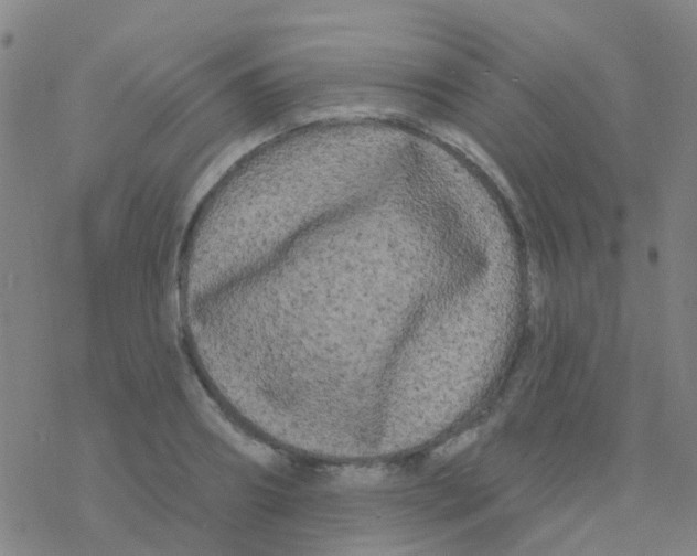 X0000076320890200610272001