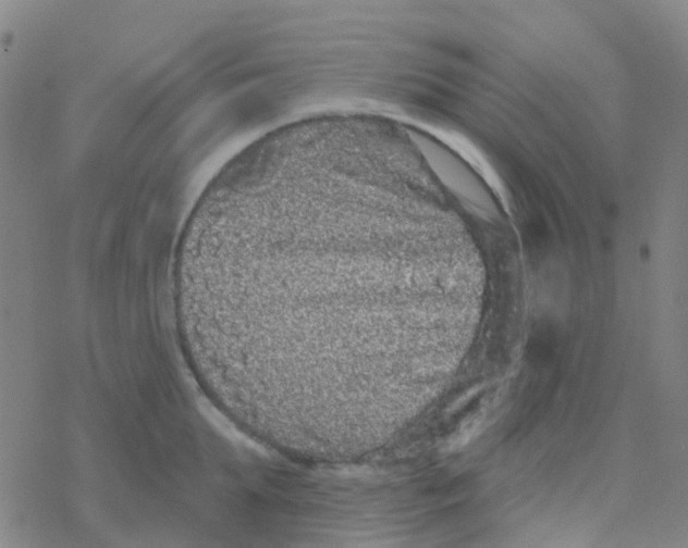 X0000076320903200610272001