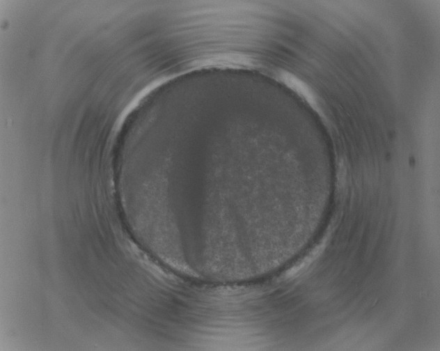 X0000076320923200610272000