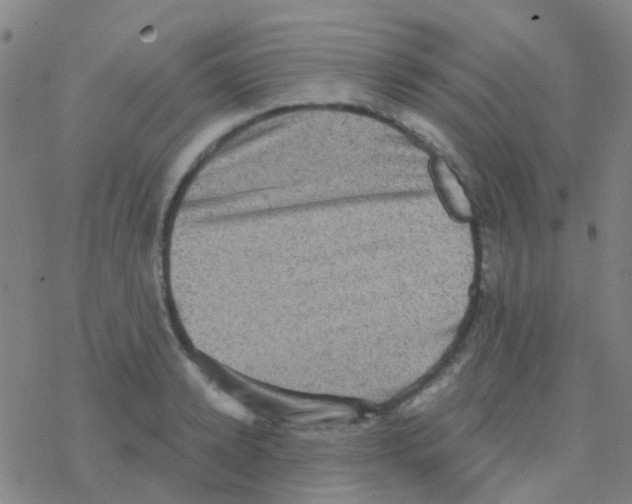 X0000076320942200610272001