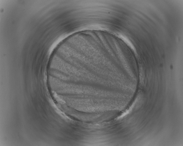 X0000076320944200610272001