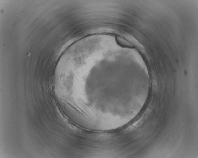 X0000076320945200610272001