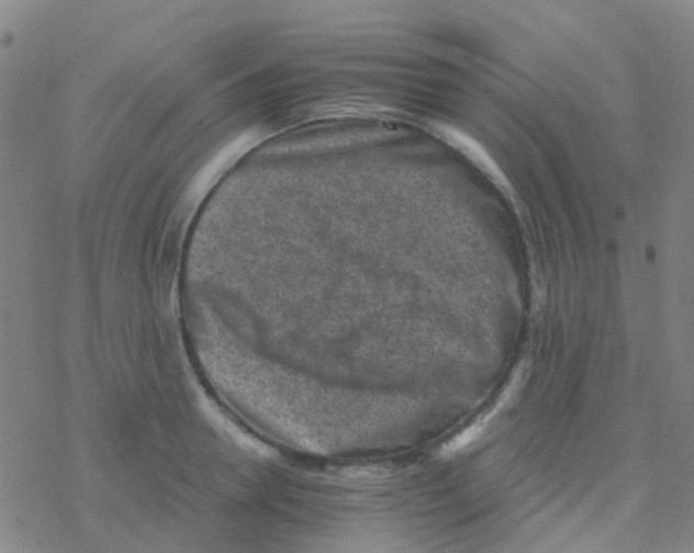 X0000076320946200610272001