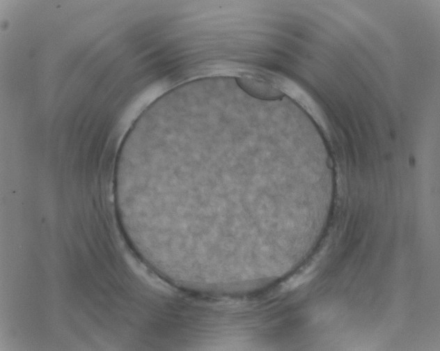 X0000076320954200610272001