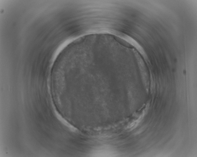 X0000076320958200610272001