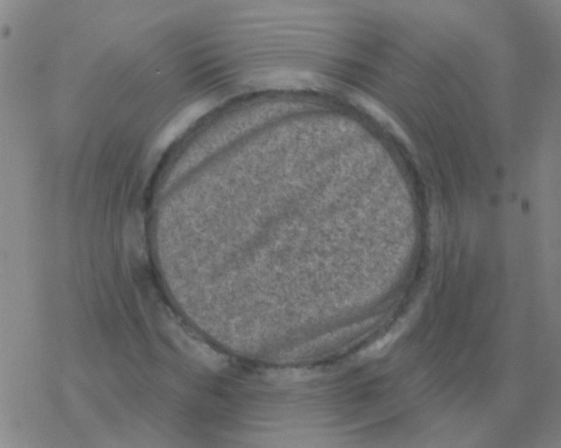 X0000076320970200610272000