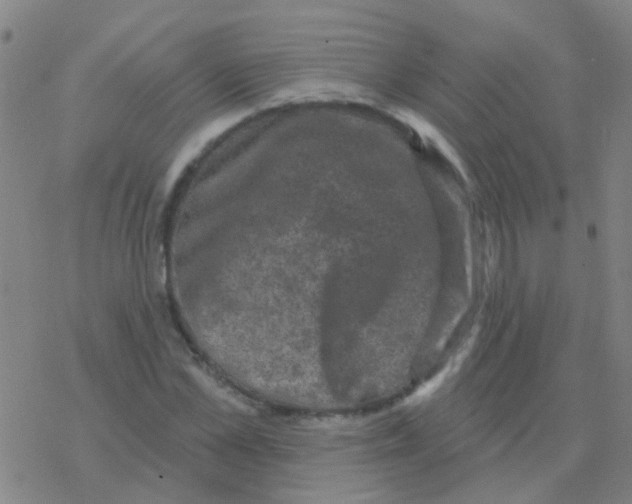 X0000076320973200610272000