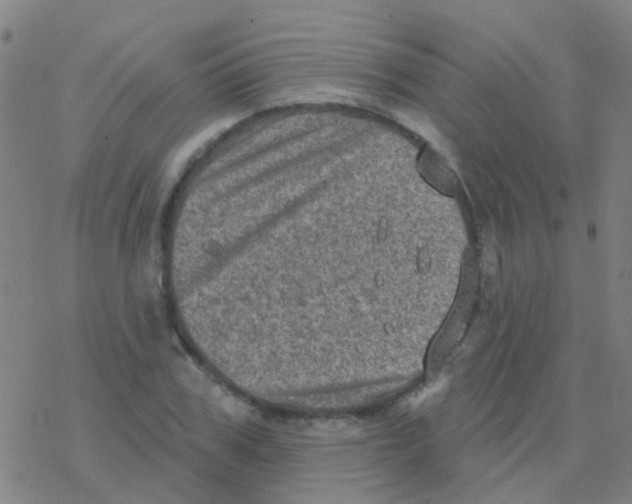 X0000076320979200610272000