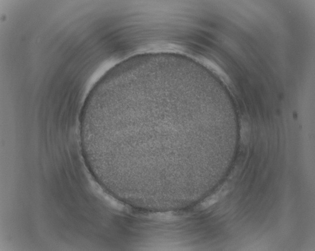 X0000076320990200610272000