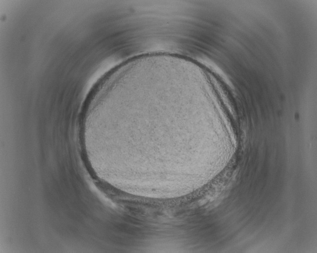 X0000076320991200610272000