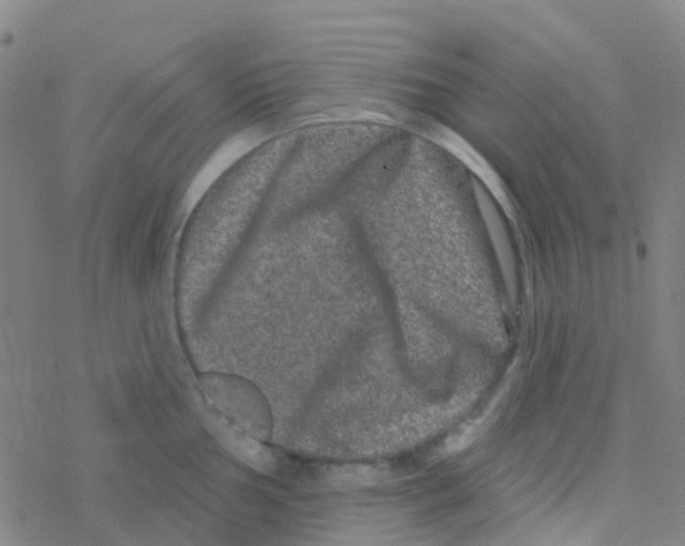 X0000076321002200610271959