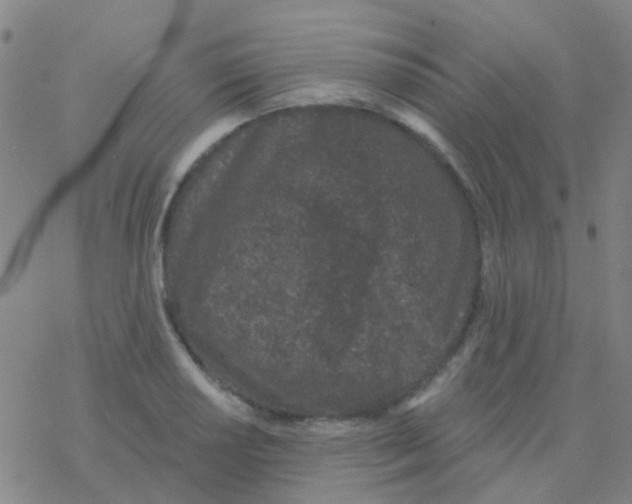 X0000076321034200610271959