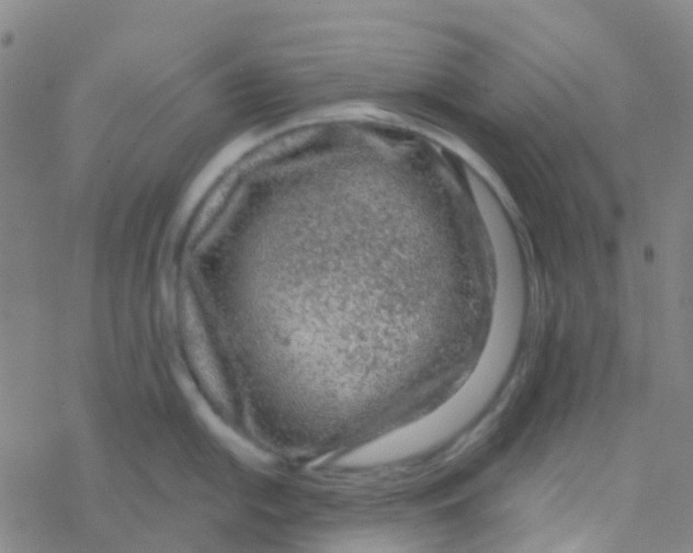 X0000076321054200610271959