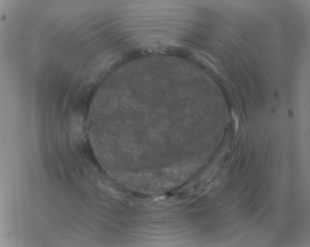 X0000076321060200610271958