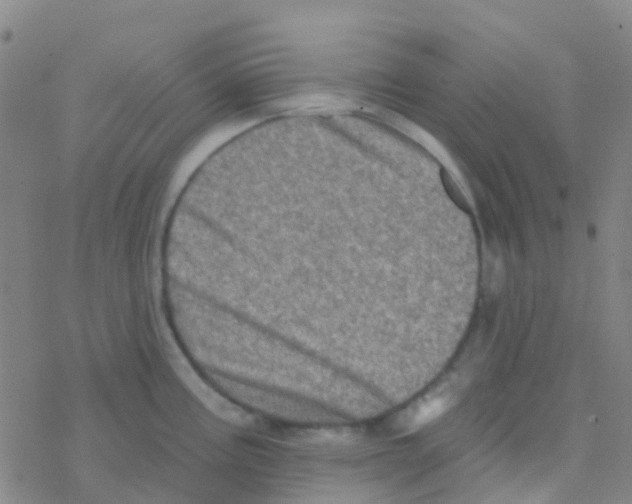 X0000076321195200610271956