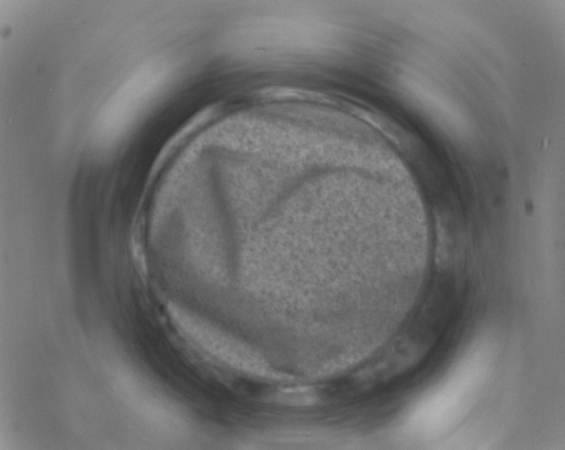 X0000076321198200610271956