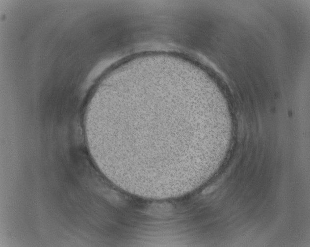 X0000076321215200610271956