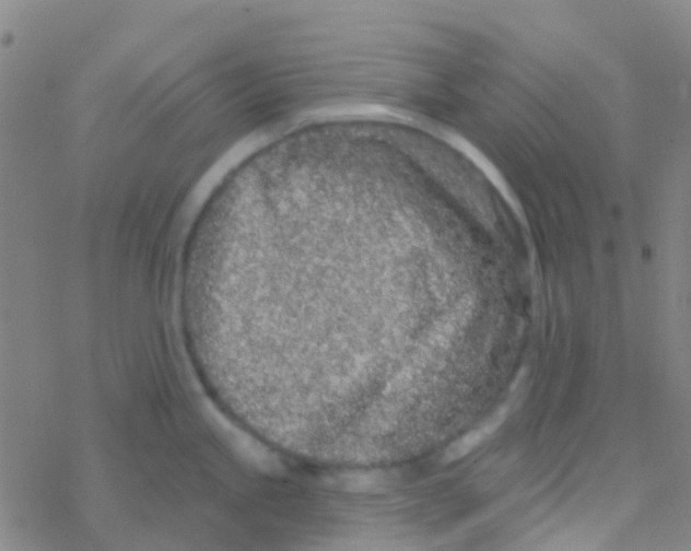 X0000076321245200610271956