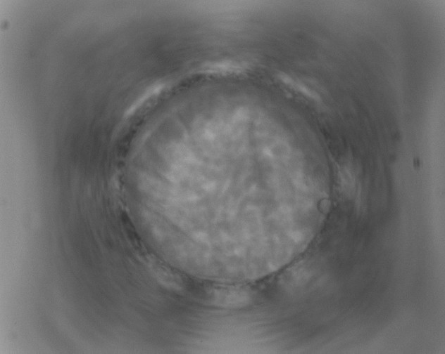 X0000076321254200610271955