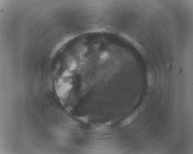 X0000076321262200610271955