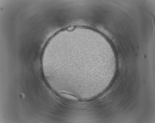 X0000076321264200610271955