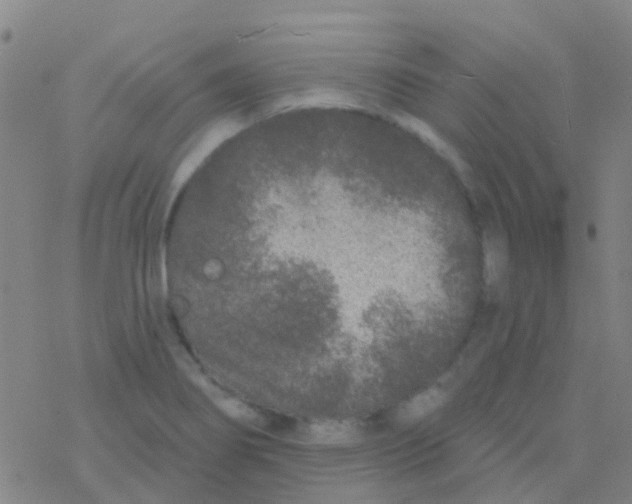 X0000076321274200610271955