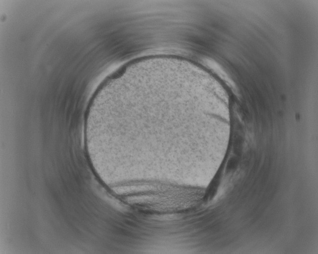 X0000076321276200610271955