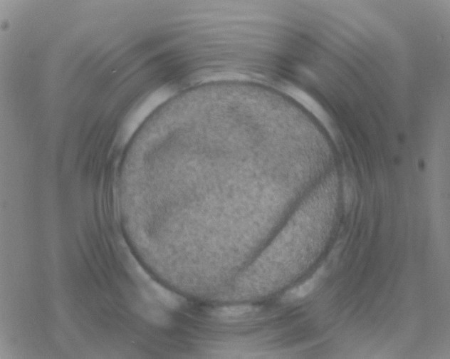 X0000076321290200610271955