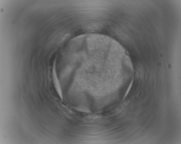 X0000076321346200610271954