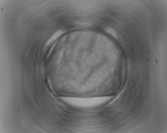 X0000076321354200610271954