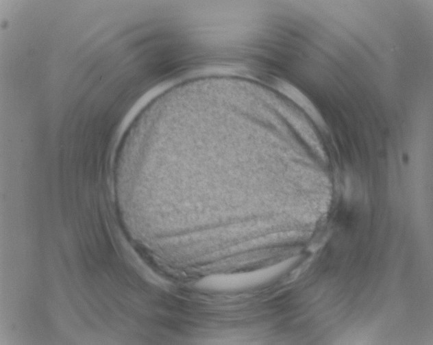 X0000076321436200610271953