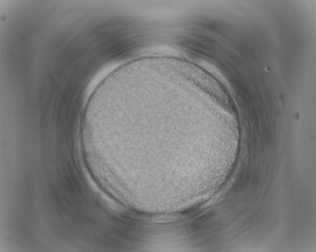 X0000076321440200610271953