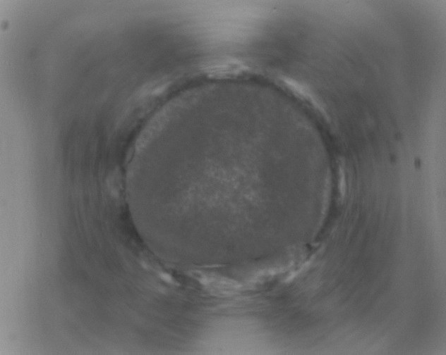 X0000076321445200610271952