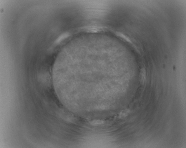 X0000076321446200610271952