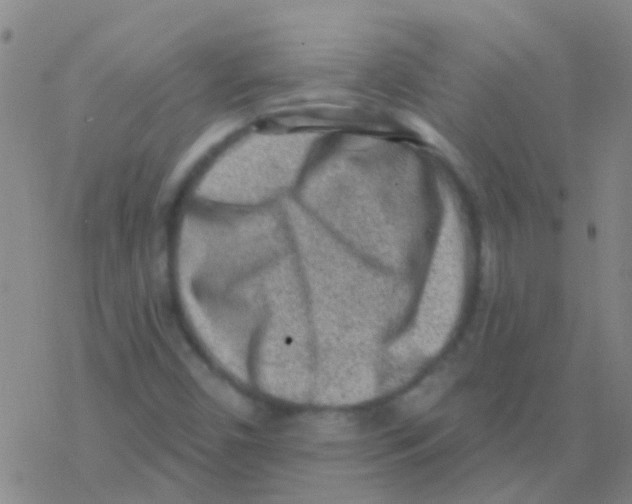 X0000076321450200610271952