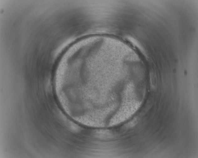 X0000076321452200610271952