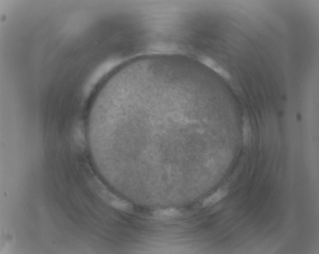 X0000076321454200610271952