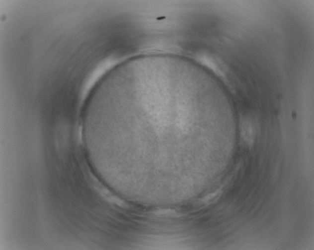 X0000076321462200610271952