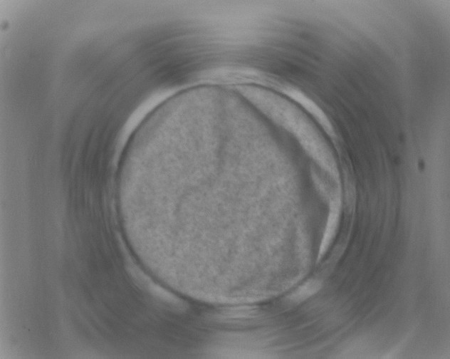 X0000076321486200610271952