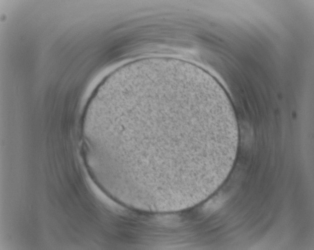 X0000076321531200610271951