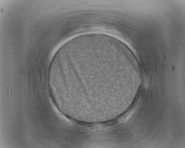 X0000076321534200610271951