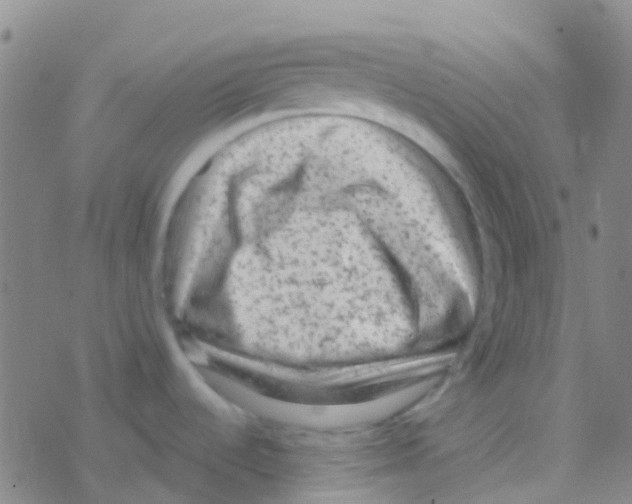 X0000076321536200610271951