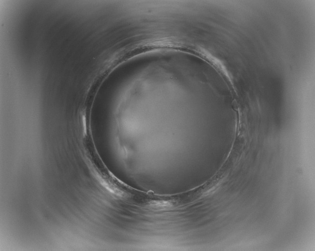 X0000076330061200609291131