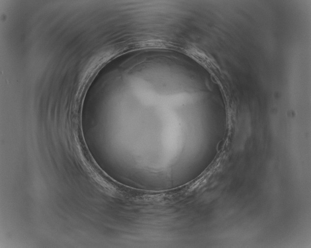 X0000076330049200610061446