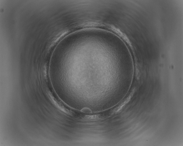 X0000076330057200610061446