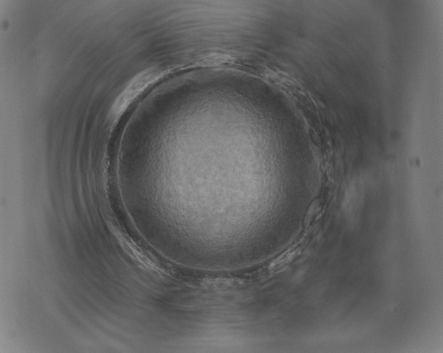 X0000076330242200610061443