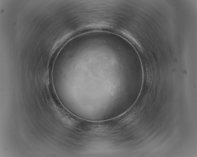 X0000076330486200610061439